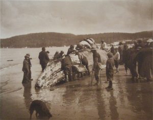 Makah Tribe Whaling